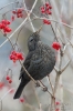 Amsel130127142851