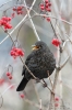 Amsel130127142857-(1)