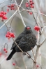 Amsel130127142857