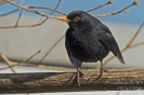 Amsel130304164939