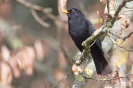 Amsel130305114314