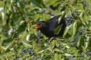 Amsel140312131227