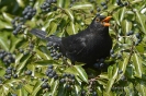 Amsel140312141256