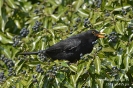 Amsel140312141318