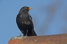 Amsel140402092345