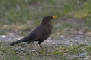 Amsel150423114249