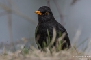 Amsel160324113343