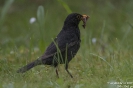 Amsel160624181021