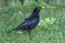 Amsel160804095515