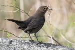 Amsel170403090111