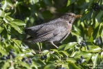 Amsel170410091815