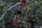 Amsel171017121307