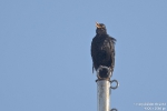 Amsel180607201239