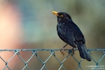 Amsel210404142130