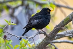 Amsel210415104739