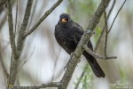 Amsel230423115353