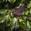 Amsel240210160023-(1)