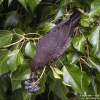 Amsel240210160023