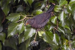 Amsel240210160046