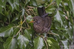 Amsel240210160117