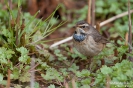 Blaukehlchen100416085954