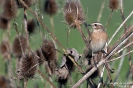 Braunkehlchen100910160815