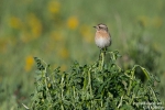 Braunkehlchen170420181631