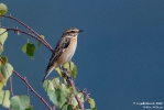 Braunkehlchen200902104720