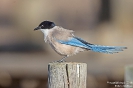 Blauelster160426180642