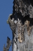 Waldbaumlaeufer260623095826
