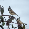 Haubenmeise130217124906
