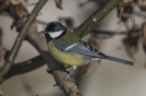 Kohlmeise160121141837