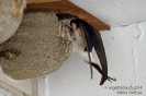 Mehlschwalbe140622130834