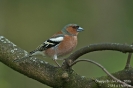 Buchfink060418144247