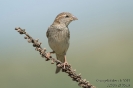 Weidenspatz130608151006