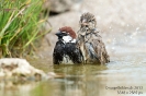 Weidenspatz130607153116-(1)