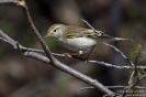 Berglaubsänger150422102134