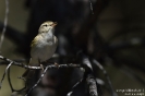 Berglaubsänger150422102301