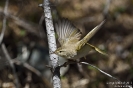 Berglaubsänger150422102414