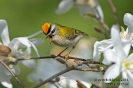 Sommergoldhähnchen140331125005-(1)