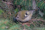 Wintergoldhähnchen240113153001