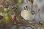 Wintergoldhähnchen251013180529