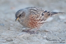 Wasseramsel, Seidenschwanz, Braunellen, Zaunkönig