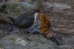 Wasseramsel171201130822