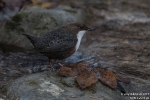 Wasseramsel171201130823