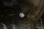 Wasseramsel180227124528