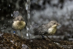 Wasseramsel180426101639