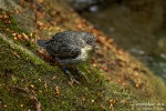 Wasseramsel180426120337