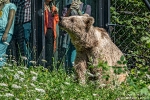 Braunbär190808105218