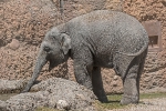 Elefant_Ind180626120837